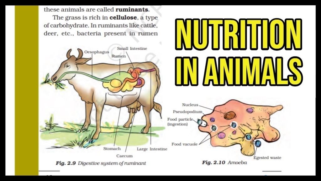 NUTRITION IN ANIMALS