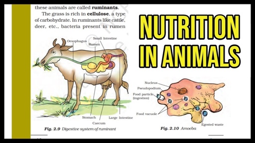 NUTRITION IN ANIMALS