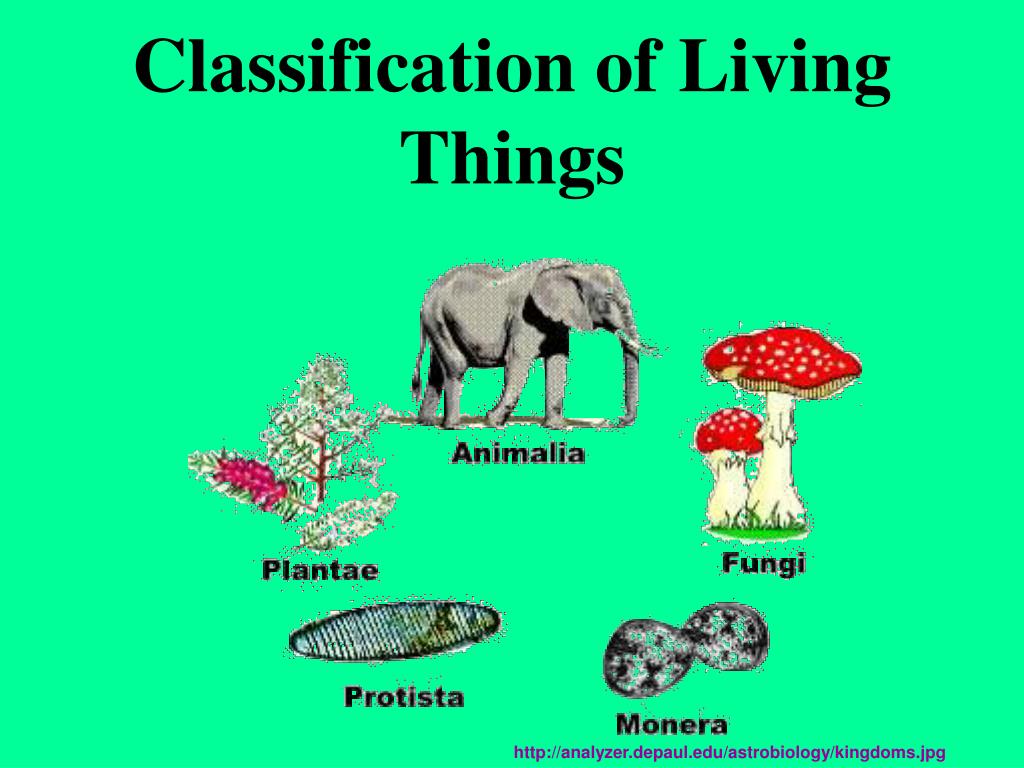 Classification Of Living Things
